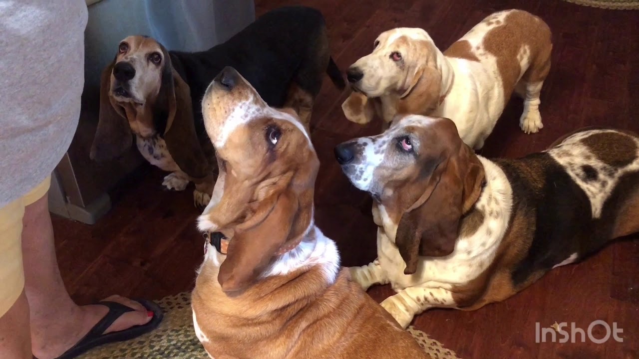 Are There Pancakes?? 