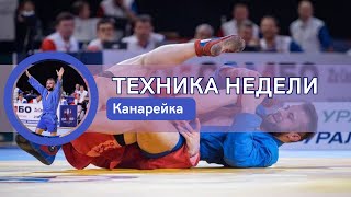 Канарейка✅