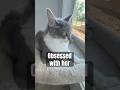 Love her 🥰😊🐱 #pets #cat #kitten #cute #animals #fyp