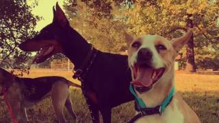 Dogs In Texas - Sugar Tree, Buttermilk & Baladi Road Trip! (Slo-Mo Hd)