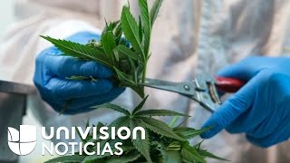 Senado mexicano aprueba el uso de marihuana con fines medicinales