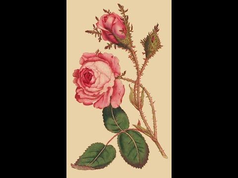Моховые розы- забытые