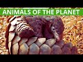 ANIMALS OF THE PLANET - Animal species of Earth