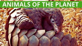 ANIMALS OF THE PLANET - Animal species of Earth by Lifeder Educación 4,645 views 5 months ago 1 hour, 1 minute
