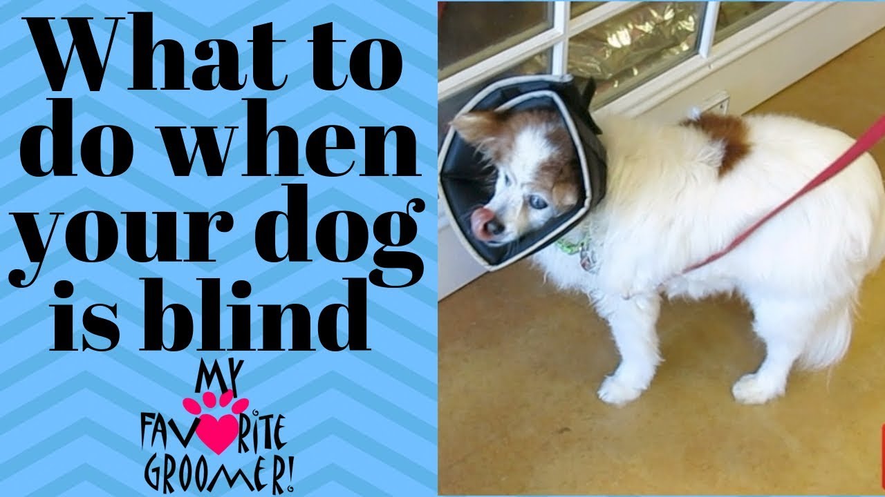 What to do if your dog is blind YouTube