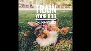 Online Course: Training Your Puppy The KeenDog Way by KeenDog 296 views 1 year ago 1 minute, 50 seconds