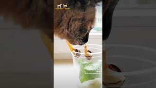 Purr-Fect Love Story Cats Adorable Kisses With Snails.