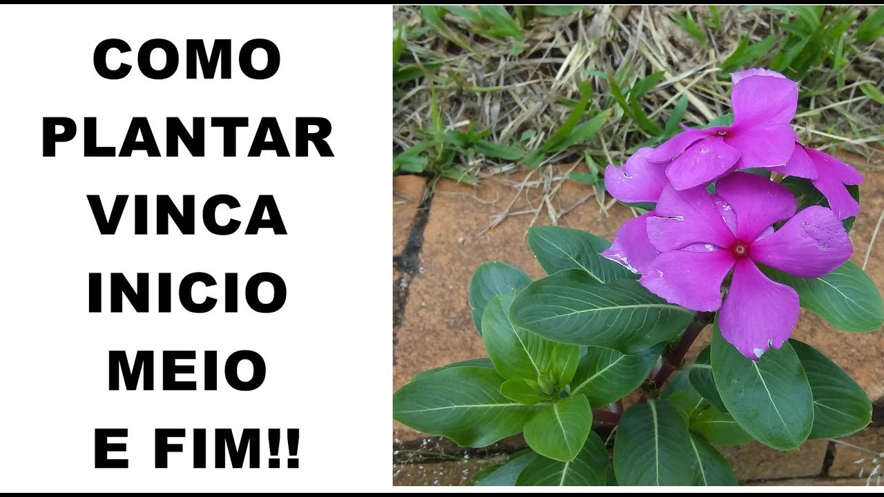 75 Sementes Flor Boa Noite Vinca Sortida Vinca De Madagascar | Parcelamento  sem juros