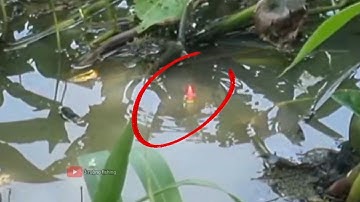 Câu cá rô đồng (video 89)@3ruongFishing