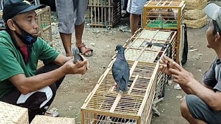 Burung Dara Dipasar Wage Dan Harganya