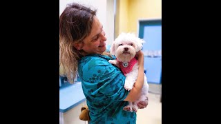 Adopt Evie at Muttville, San Francisco by Muttville Senior Dog Rescue 547 views 4 days ago 1 minute, 44 seconds