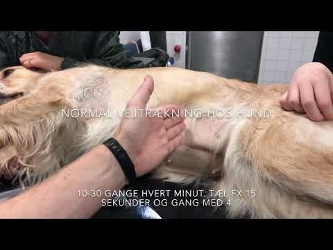 Video: Hjertesvigt, Kongestiv (venstre Side) Hos Hunde