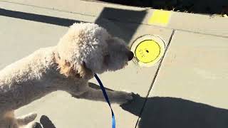 Ecollar conditioning on a walk-Ecollar means move with me by Ruff Beginnings Rehab Dog Training and Rescue 132 views 3 months ago 6 minutes, 50 seconds