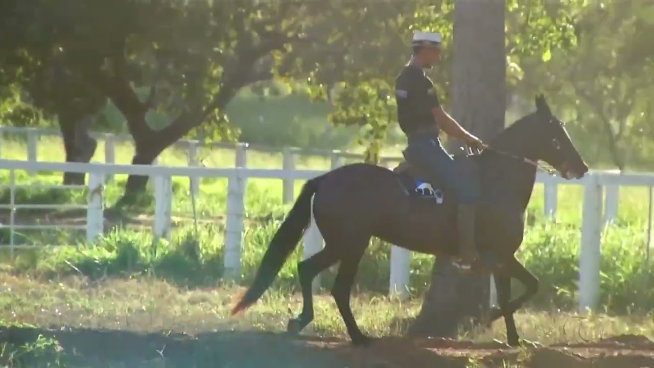 Diferença da Marcha Picada Para Marcha Batida 