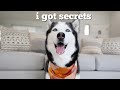 Husky has funny conversation with a pet psychic