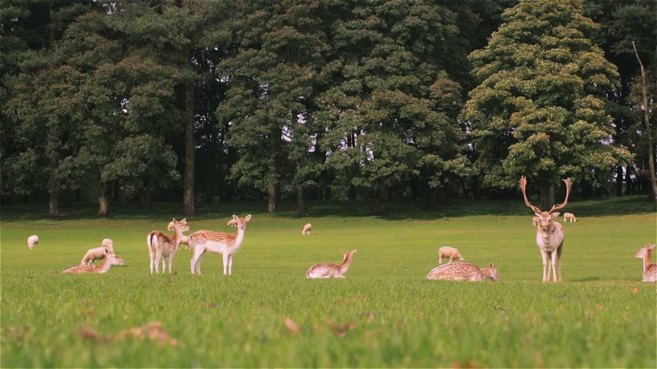 Deer in Park Screensaver and Video in 1080p HD