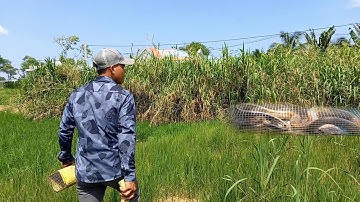 bẫy rắn mùa mưa , anh quận 9 thủ đức về quê thăm bẫy dính rắn thấy mê |Cần gò Công