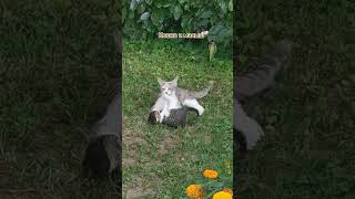 #когдаястанукошкой #кошка #котята #турция #отдых #shorts