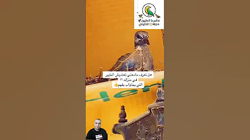 ما معنى تعشيش الطيور في منزلك 