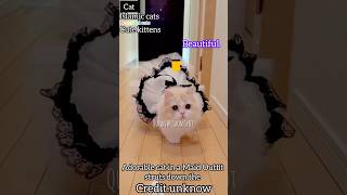 Adorable Cat In A Maid Outfit Struts Down The,Credit.unknown