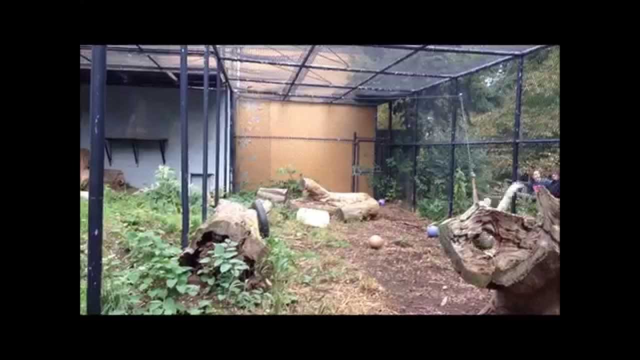 How High Can A Snow Leopard Jump?