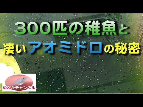 300匹のメダカ稚魚の秘密は アオミドロのすごい生態でした Youtube