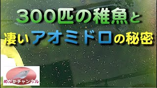 300匹のメダカ稚魚の秘密は アオミドロのすごい生態でした Youtube