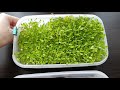 Как выращиваю микрозелень