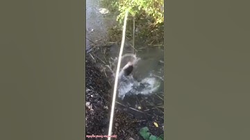 Cắm câu cá lóc mùa mua quá trời cá lóc khủng #shorts