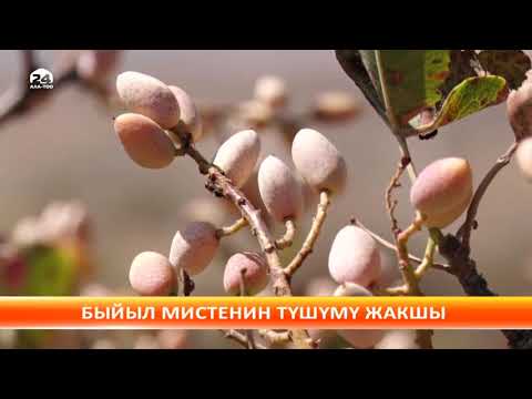 Video: Мисте кантип өсөт?