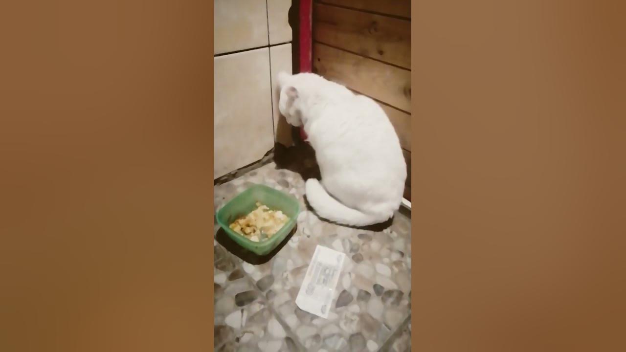 вау гречка - YouTube
