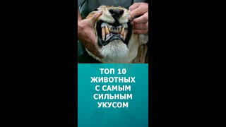 Топ 10 Животных С Самым Сильным Укусом #Животные #Шортс #Топ10 #Shorts #Комарик #Интересное