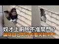 奴才上廁所不准關門？　貓咪自己開洞偷看笑翻網友