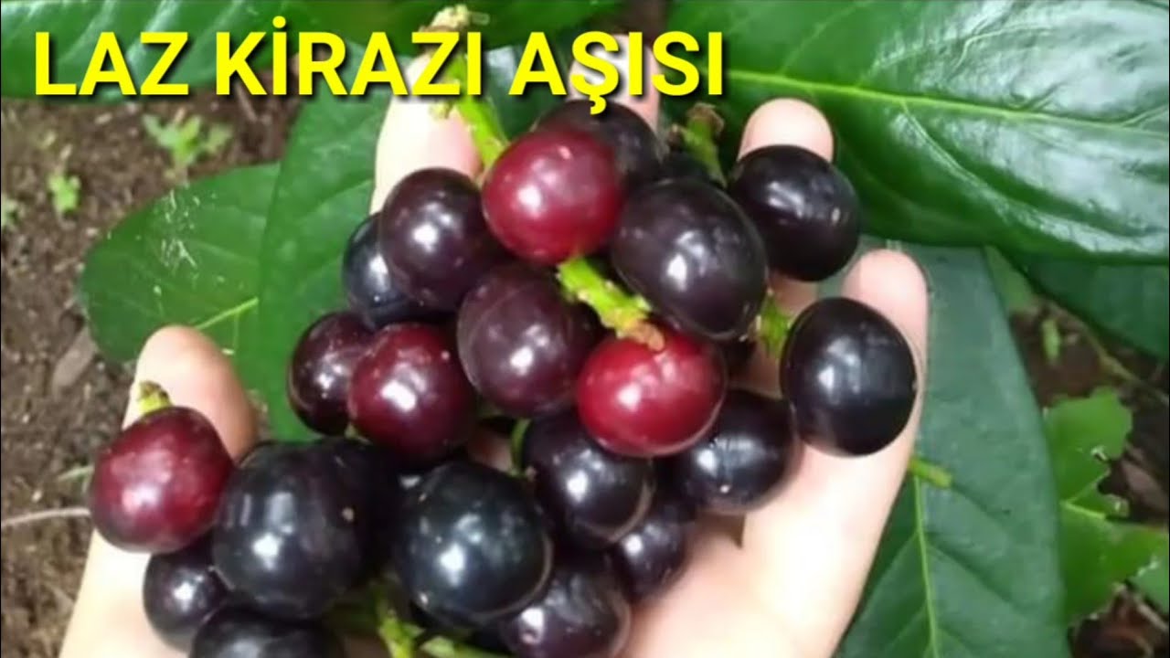 Laz kirazı aşısı//karayemiş aşısı//Taflan aşısı ve sonuç.