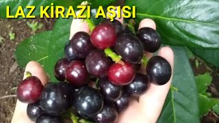 Laz Kirazı Aşısıkarayemiş Aşısıtaflan Aşısı Ve Sonuç