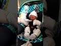 Newborn is full sleep in the Carseat#shorts