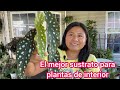 El mejor sustrato para plantas de interior | Como propagar plantas de agua a tierra