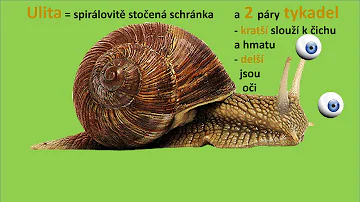 Kde je největší měkkýš?
