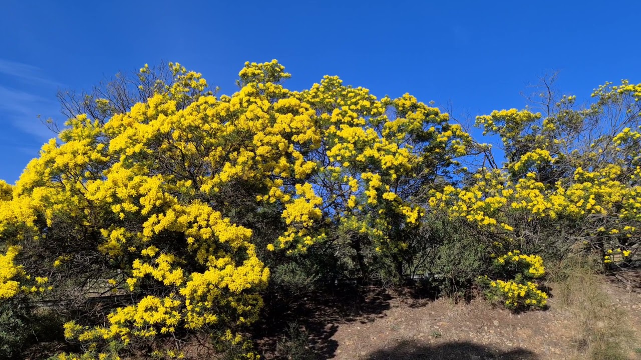 The Golden wattle