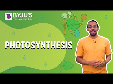 Photosynthesis- How Plants Make Food | Learn with BYJU’S