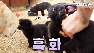 첨엔 분명 귀여웠습니다...ㅣThey Were Cute At First….