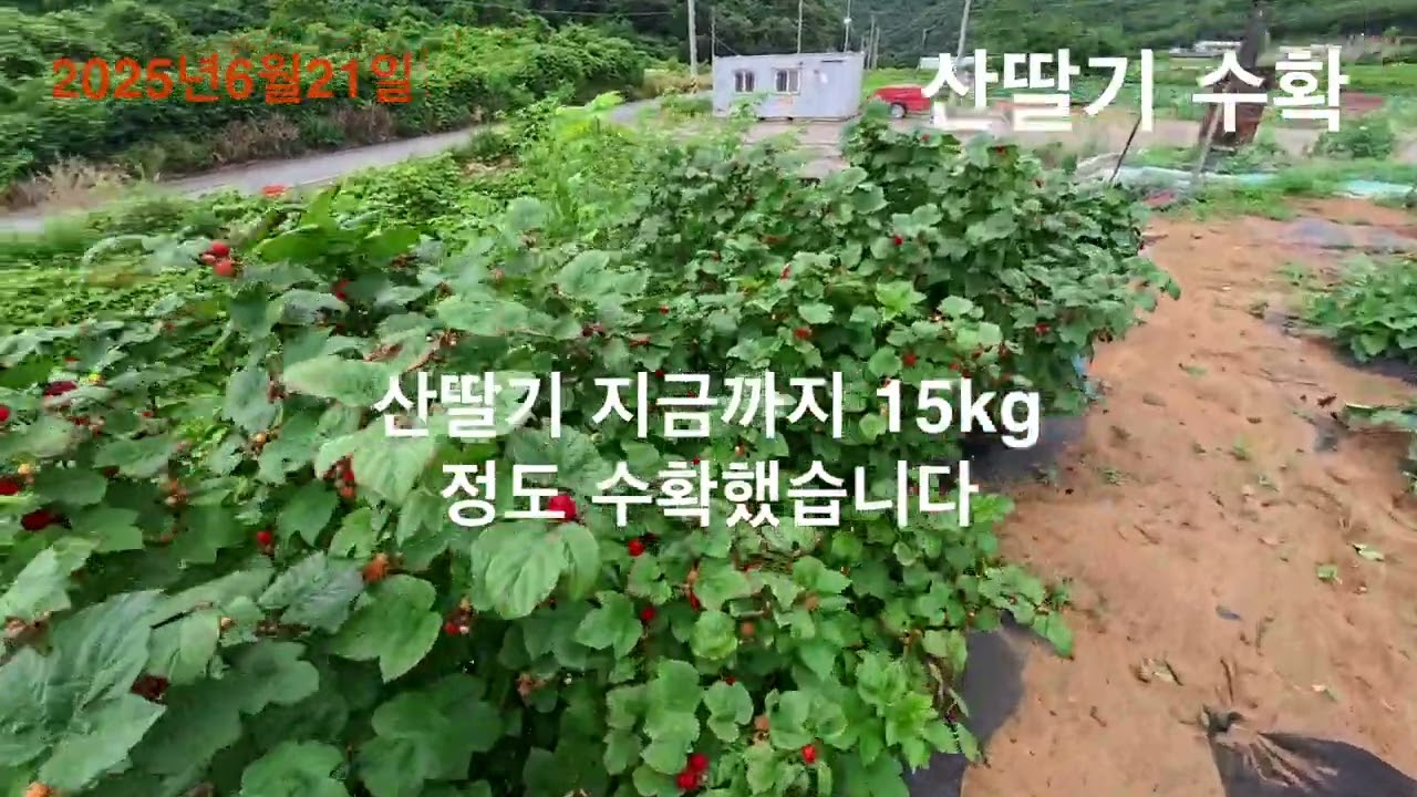 2025년 6월 29일