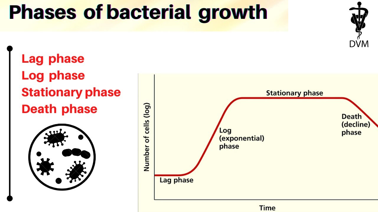 Phases Of Bacterial Growth Bacterial Growth Curve Microbiology Phases Of Bacterial Growth Bacterial Growth Curve Microbiology