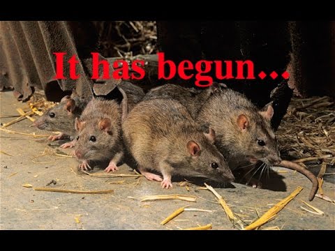 survival skills wow Prophecy ALERT! Revelation 18:2 is Being Fulfilled (2017)!