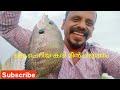#karimeen #fishing #from  #kochi #pearl sport #fishing #from #kochi #karimeen #pidutham #levin #fort