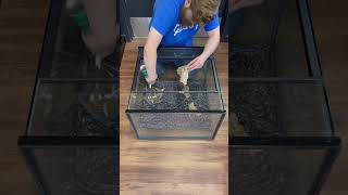 24x16x24” Custom Vivarium Background Tutorial #everevolvingexotics #bioactivebuild #dartfrogs