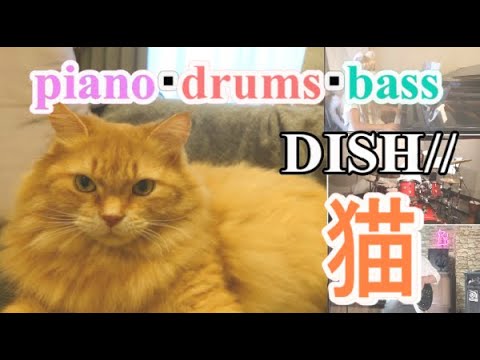 【バンド演奏】DISH// - 猫  【ピアノ・ドラムス・ベース】