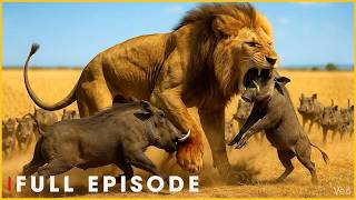 Pride On The Move  Lions Chase The Great Herd  Episode  Nature Animal Documentary