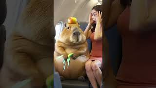 Cute Capybara Showering Inside A Plane?
