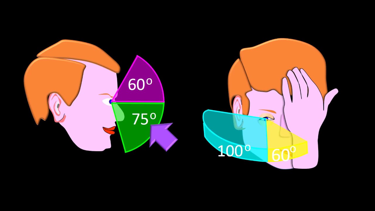 Visual evoked potential introduction - YouTube